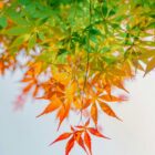 Transmission entreprise familiale : au-delà des chiffres, les enjeux humains