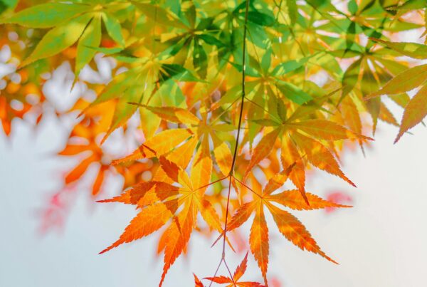 Transmission entreprise familiale : au-delà des chiffres, les enjeux humains